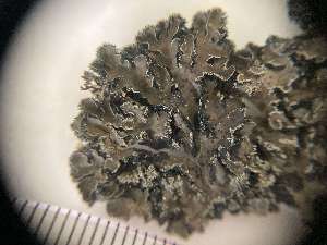 (Leioderma - O-L-400897)  @11 [ ] by-nc (2023) Ann Evankow Natural History Museum, University of Oslo, Norway