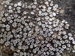  ( - O-L-BOL-N20)  @11 [ ] CreativeCommons - Attribution Non-Commercial (2019) Reidar Haugan University of Oslo, Natural History Museum