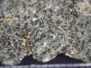  ( - O-L-BOL-N34)  @11 [ ] CreativeCommons - Attribution Non-Commercial (2019) Einar Timdal University of Oslo, Natural History Museum