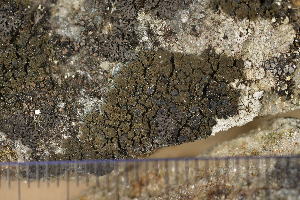  (Placynthium rosulans - S-F-277818)  @11 [ ] CreativeCommons - Attribution Non-Commercial (2016) Alica Kosuthova Slovak Academy of Science