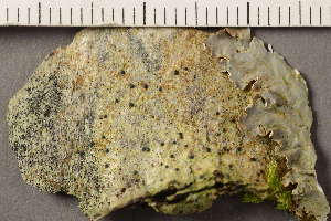  ( - TRH-L-3781)  @11 [ ] CreativeCommons - Attribution Non-Commercial (2019) Gunnhild Marthinsen University of Oslo, Natural History Museum