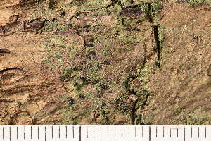  ( - TRH-L-3794)  @11 [ ] CreativeCommons - Attribution Non-Commercial (2019) Gunnhild Marthinsen University of Oslo, Natural History Museum