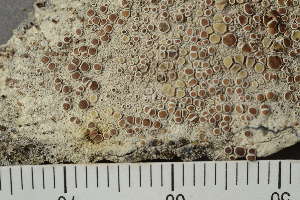  ( - TRH-L-10339)  @11 [ ] by-nc (2020) Einar Timdal Natural History Museum, University of Oslo, Norway