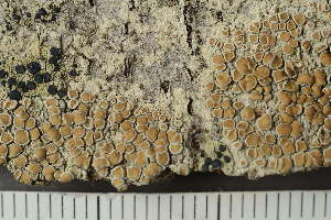  ( - TRH-L-11347)  @11 [ ] by-nc (2020) Einar Timdal Natural History Museum, University of Oslo, Norway