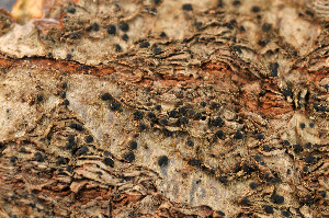  ( - TRH-L-11631)  @11 [ ] CreativeCommons - Attribution Non-Commercial (2013) Einar Timdal Natural History Museum, University of Oslo, Norway