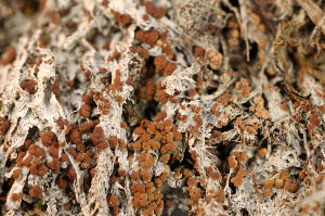  ( - TRH-L-12602)  @11 [ ] CreativeCommons - Attribution Non-Commercial (2013) Einar Timdal Natural History Museum, University of Oslo, Norway