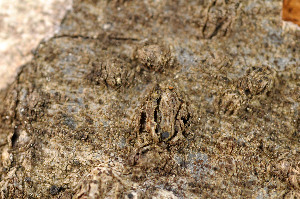  ( - TRH-L-14099)  @11 [ ] CreativeCommons - Attribution Non-Commercial (2013) Einar Timdal Natural History Museum, University of Oslo, Norway