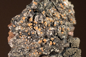  ( - TRH-L-14438)  @11 [ ] CreativeCommons - Attribution Non-Commercial (2014) Einar Timdal Natural History Museum, University of Oslo, Norway