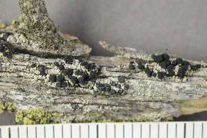  ( - TRH-L-19003)  @11 [ ] by-nc (2020) Einar Timdal Natural History Museum, University of Oslo, Norway