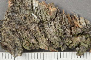  ( - TRH-L-24038)  @11 [ ] by-nc (2020) Einar Timdal Natural History Museum, University of Oslo, Norway