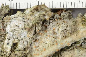  ( - TRH-L-24039)  @11 [ ] by-nc (2020) Einar Timdal Natural History Museum, University of Oslo, Norway