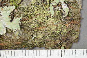  ( - TRH-L-24043)  @11 [ ] by-nc (2020) Einar Timdal Natural History Museum, University of Oslo, Norway