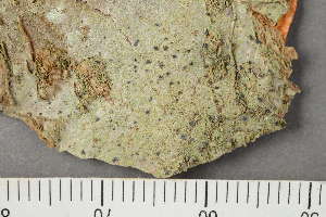  ( - TRH-L-24048)  @11 [ ] by-nc (2020) Einar Timdal Natural History Museum, University of Oslo, Norway