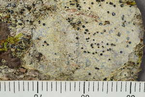  ( - TRH-L-24049)  @11 [ ] by-nc (2020) Einar Timdal Natural History Museum, University of Oslo, Norway