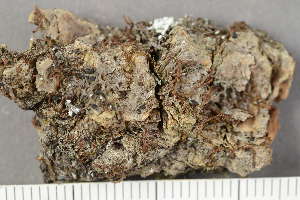  ( - TRH-L-24079)  @11 [ ] by-nc (2020) Einar Timdal Natural History Museum, University of Oslo, Norway