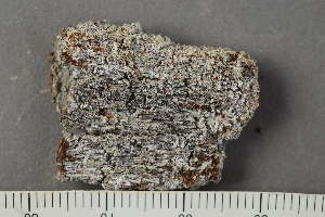  (Mycocalicium subtile - TRH-L-24085)  @11 [ ] by-nc (2020) Einar Timdal Natural History Museum, University of Oslo, Norway