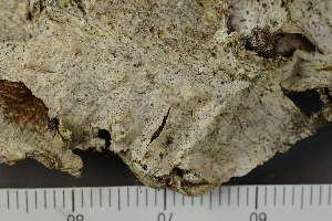  ( - TRH-L-24127)  @11 [ ] by-nc (2020) Einar Timdal Natural History Museum, University of Oslo, Norway