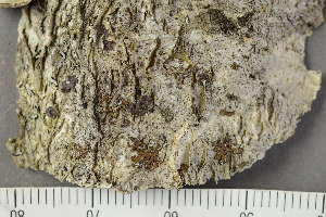  ( - TRH-L-24129)  @11 [ ] by-nc (2020) Einar Timdal Natural History Museum, University of Oslo, Norway