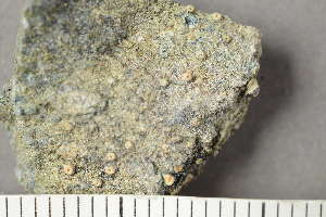  ( - TRH-L-24133)  @11 [ ] by-nc (2020) Einar Timdal Natural History Museum, University of Oslo, Norway