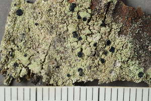  ( - TRH-L-24169)  @11 [ ] by-nc (2020) Einar Timdal Natural History Museum, University of Oslo, Norway