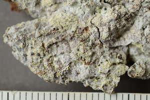  ( - TRH-L-24172)  @11 [ ] by-nc (2020) Einar Timdal Natural History Museum, University of Oslo, Norway