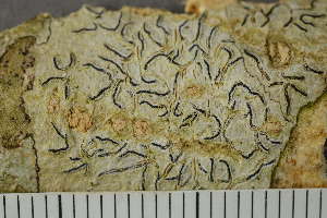  ( - TRH-L-24174)  @11 [ ] by-nc (2020) Einar Timdal Natural History Museum, University of Oslo, Norway