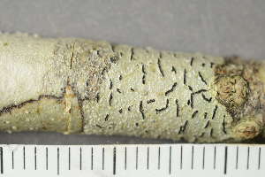  ( - TRH-L-24175)  @11 [ ] by-nc (2020) Einar Timdal Natural History Museum, University of Oslo, Norway