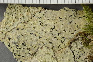  ( - TRH-L-24176)  @11 [ ] by-nc (2020) Einar Timdal Natural History Museum, University of Oslo, Norway