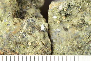  ( - TRH-L-24177)  @11 [ ] by-nc (2020) Einar Timdal Natural History Museum, University of Oslo, Norway