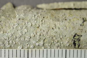  ( - TRH-L-24186)  @11 [ ] by-nc (2020) Einar Timdal Natural History Museum, University of Oslo, Norway