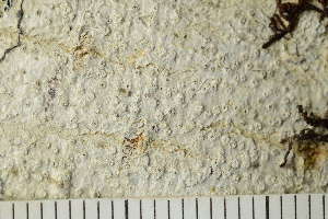  ( - TRH-L-24187)  @11 [ ] by-nc (2020) Einar Timdal Natural History Museum, University of Oslo, Norway