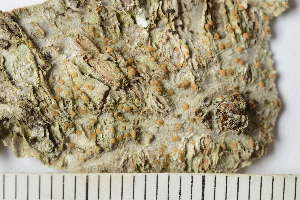  ( - TRH-L-24193)  @11 [ ] by-nc (2020) Einar Timdal Natural History Museum, University of Oslo, Norway