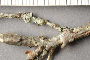  ( - TRH-L-24199)  @11 [ ] by-nc (2020) Einar Timdal Natural History Museum, University of Oslo, Norway