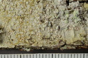  ( - TRH-L-24208)  @11 [ ] by-nc (2020) Einar Timdal Natural History Museum, University of Oslo, Norway