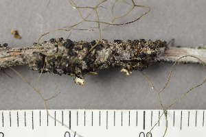  ( - TRH-L-24209)  @11 [ ] by-nc (2020) Einar Timdal Natural History Museum, University of Oslo, Norway