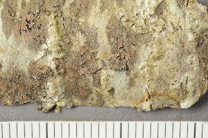  ( - TRH-L-24211)  @11 [ ] by-nc (2020) Einar Timdal Natural History Museum, University of Oslo, Norway