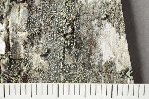 ( - TRH-L-24226)  @11 [ ] by-nc (2020) Einar Timdal Natural History Museum, University of Oslo, Norway