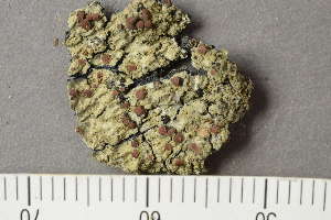  ( - TRH-L-24227)  @11 [ ] by-nc (2020) Einar Timdal Natural History Museum, University of Oslo, Norway
