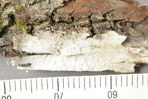  ( - TRH-L-24253)  @11 [ ] by-nc (2020) Einar Timdal Natural History Museum, University of Oslo, Norway