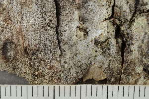  ( - TRH-L-24254)  @11 [ ] by-nc (2020) Einar Timdal Natural History Museum, University of Oslo, Norway
