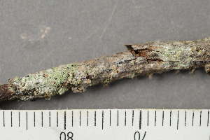 ( - TRH-L-24256)  @11 [ ] by-nc (2020) Einar Timdal Natural History Museum, University of Oslo, Norway
