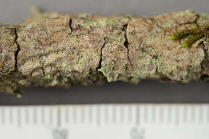  ( - TRH-L-24257)  @11 [ ] by-nc (2020) Einar Timdal Natural History Museum, University of Oslo, Norway