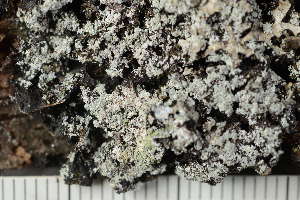  ( - TRH-L-24259)  @11 [ ] by-nc (2020) Einar Timdal Natural History Museum, University of Oslo, Norway