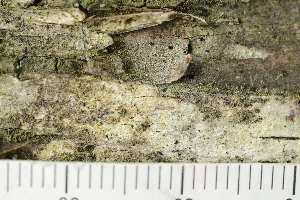  ( - TRH-L-24281)  @11 [ ] by-nc (2020) Einar Timdal Natural History Museum, University of Oslo, Norway