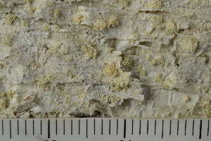  ( - TRH-L-24282)  @11 [ ] by-nc (2020) Einar Timdal Natural History Museum, University of Oslo, Norway