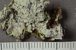  ( - TRH-L-24283)  @11 [ ] by-nc (2020) Einar Timdal Natural History Museum, University of Oslo, Norway