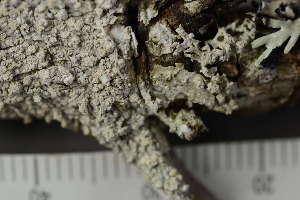  ( - TRH-L-24285)  @11 [ ] by-nc (2020) Einar Timdal Natural History Museum, University of Oslo, Norway