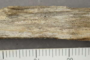 ( - TRH-L-24295)  @11 [ ] by-nc (2020) Einar Timdal Natural History Museum, University of Oslo, Norway