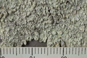  ( - TRH-L-24321)  @11 [ ] by-nc (2020) Einar Timdal Natural History Museum, University of Oslo, Norway