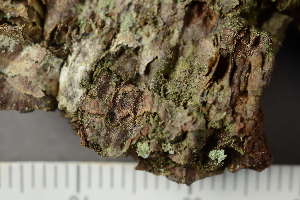  ( - TRH-L-24327)  @11 [ ] by-nc (2020) Einar Timdal Natural History Museum, University of Oslo, Norway